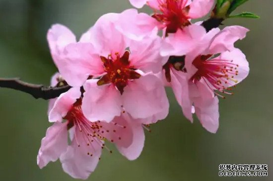 梅花和桃花的花瓣形状区别