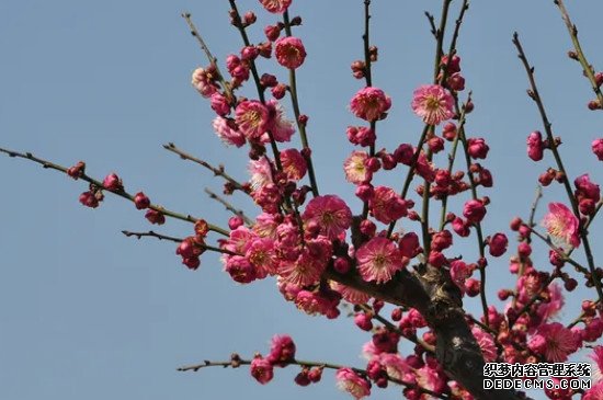 梅花和桃花的花瓣形状区别