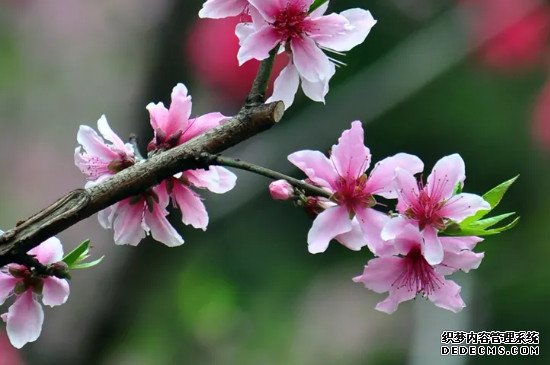 梅花和桃花的花瓣形状区别