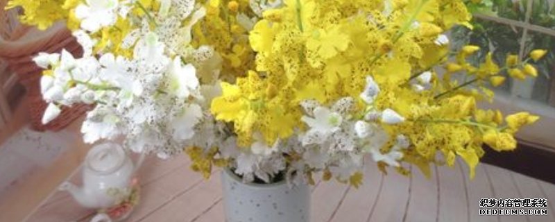 洋兰花的寓意