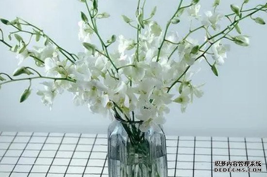 洋兰花的寓意