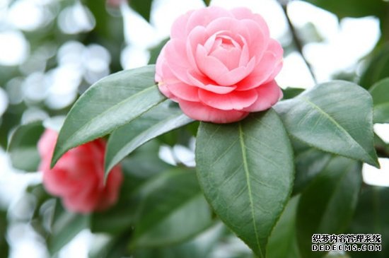 茶花冬天在室外会冻死吗