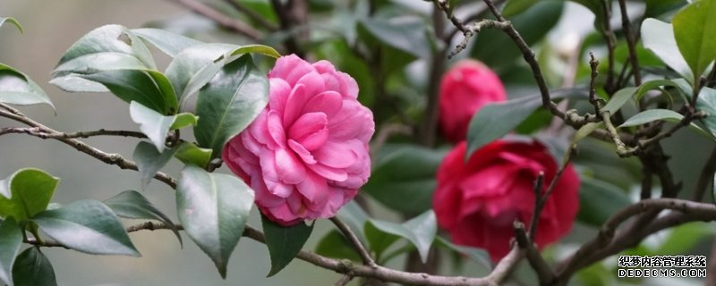 茶花冬天在室外会冻死吗