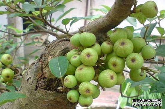 无花果树春季怎样修剪