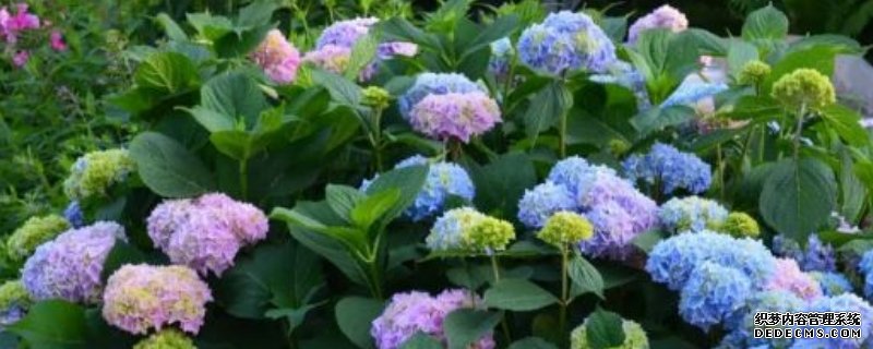 臭绣球花有毒吗 适合在室内养吗