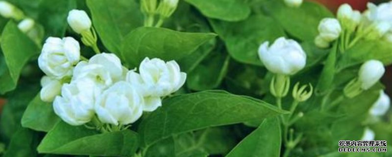 茉莉花不香怎么回事