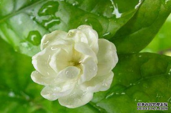 茉莉花不香怎么回事