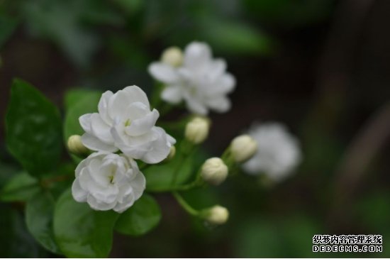 茉莉花不香怎么回事