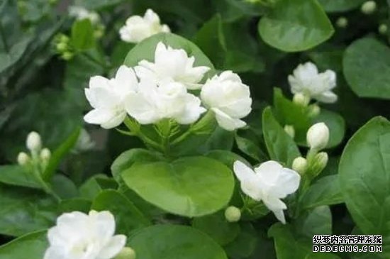 茉莉花不香怎么回事