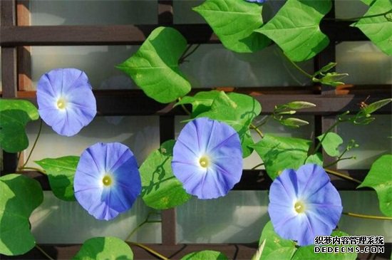 喇叭花是什么季节开的