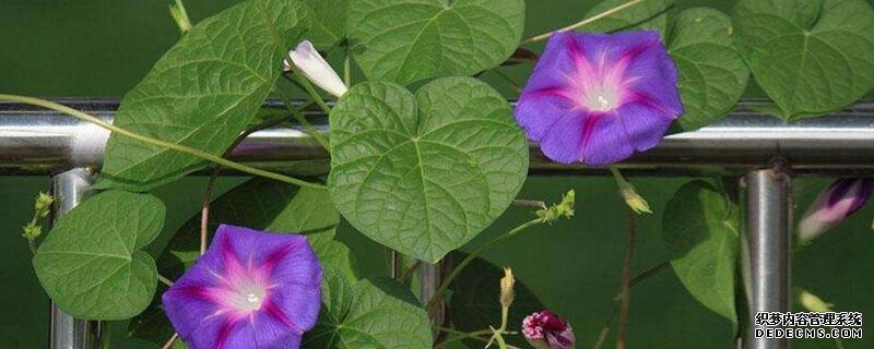 喇叭花是什么季节开的
