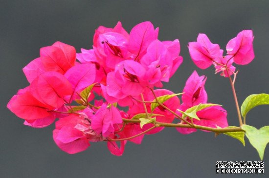杜鹃花和三角梅是一种花吗