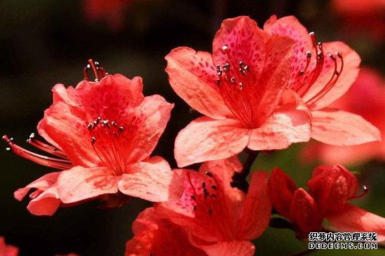 杜鹃花和三角梅是一种花吗