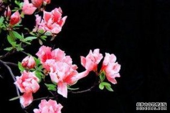 杜鹃花和三角梅是一种花吗