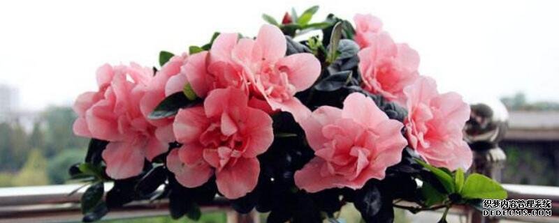 杜鹃花和三角梅是一种花吗