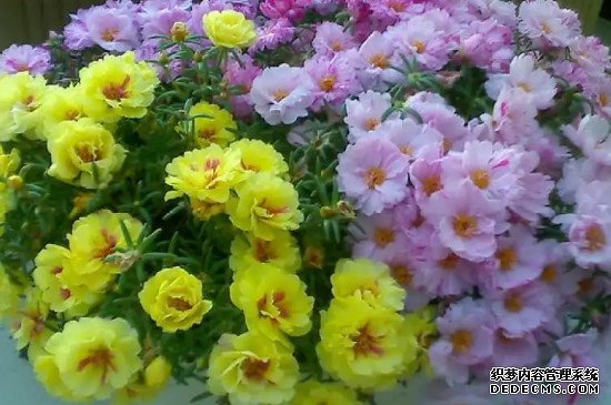 重瓣太阳花种植方法