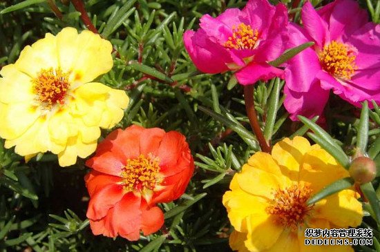 重瓣太阳花种植方法