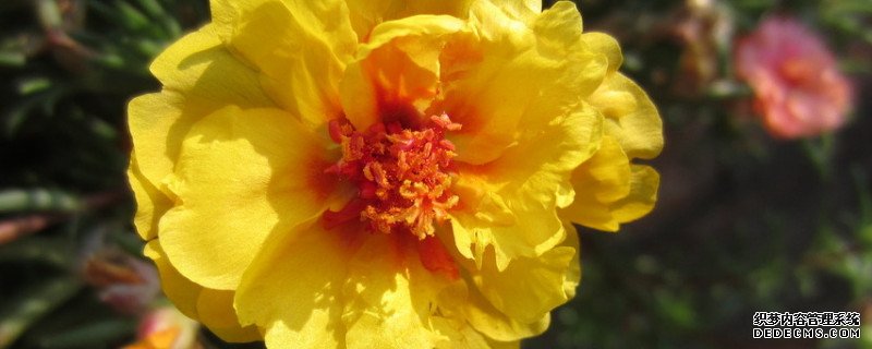 重瓣太阳花种植方法
