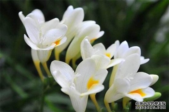 香雪兰一年开几次花