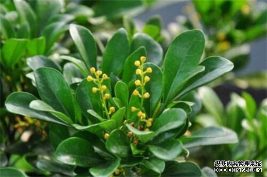 米兰开花为什么不香，缺乏光照养分不足