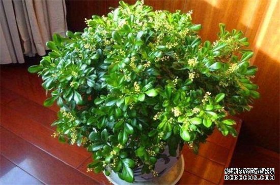 米兰开花为什么不香，缺乏光照养分不足