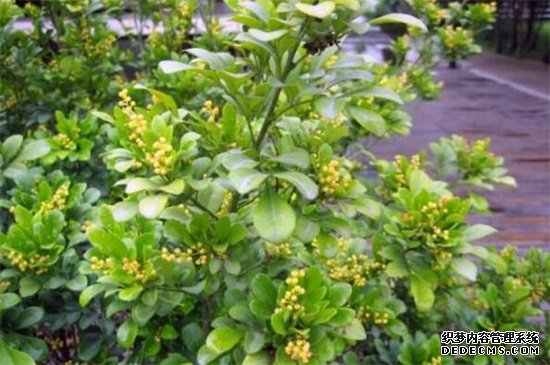米兰开花为什么不香，缺乏光照养分不足