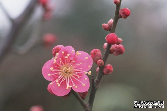 梅花的特点和象征