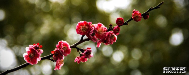 梅花的特点和象征