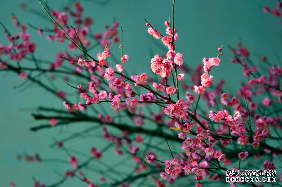 梅花的特点和象征