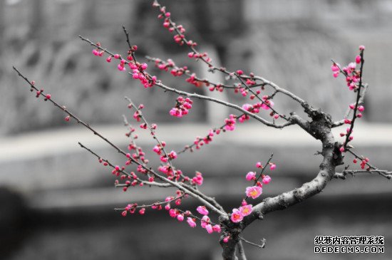 梅花的特点和象征