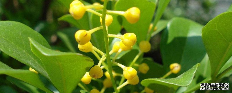 米兰花对人体的危害