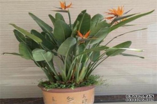 鹤望兰的病害及其防治，根腐病修剪烂根灌浇药剂