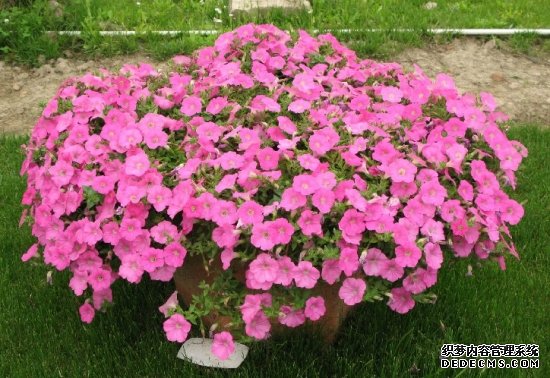 垂吊矮牵牛