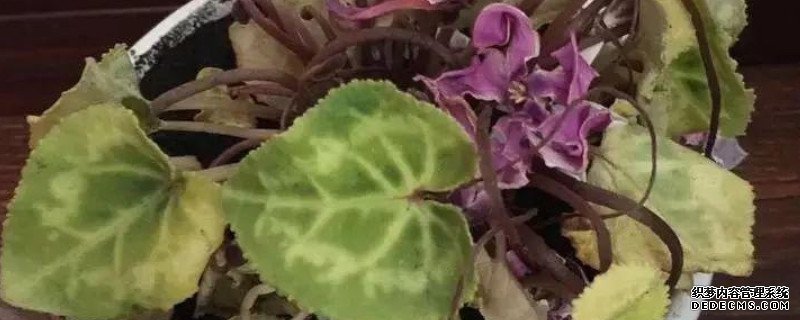 仙客来冻蔫了还能活吗