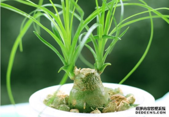 重长的酒瓶兰