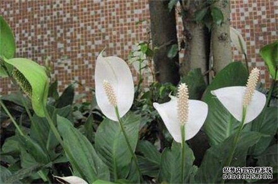 白掌怎么修剪
