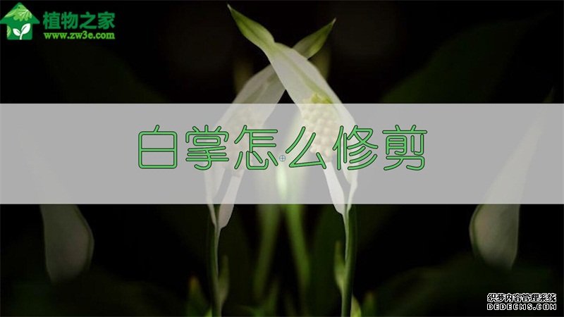 白掌怎么修剪