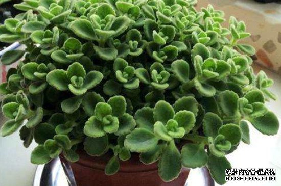 扒拉香和碰碰香的区别