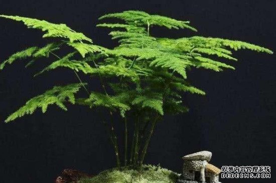 剪下来的文竹怎样插活