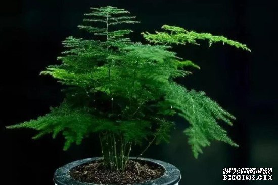 剪下来的文竹怎样插活