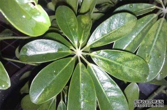 鸭掌木掉叶子怎么解决，五个步骤解决问题