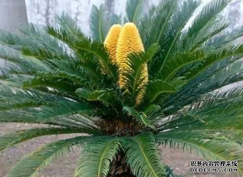 铁树和苏铁的区别