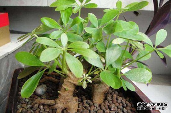 鸭掌木换盆用剪拫吗，生长3年以上需剪根
