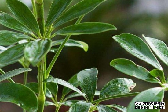 鸭掌木换盆用剪拫吗，生长3年以上需剪根