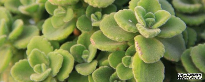 碰碰香的样子和特点
