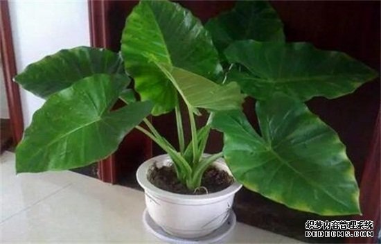 滴水观音如何浇水，可适当采用浸盆法/冬季喷水即可