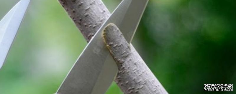 成活率最高的嫁接方法