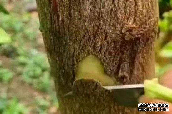成活率最高的嫁接方法