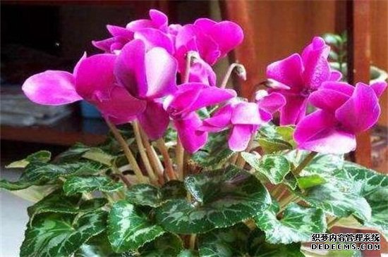 冬天仙客来怎么养，增强光照控温保暖养护