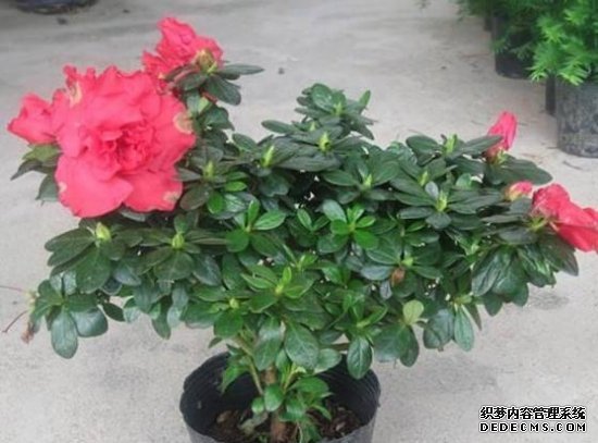 杜鹃花的养殖方法和注意事项：环境,盆土选择很重要